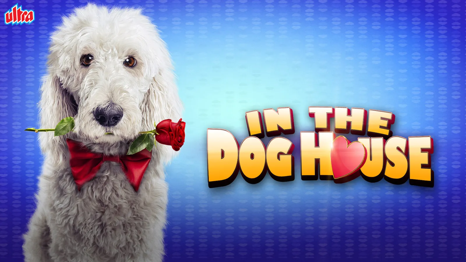 In the Dog House 2014 Full Movie Online - Watch HD Movies on Airtel