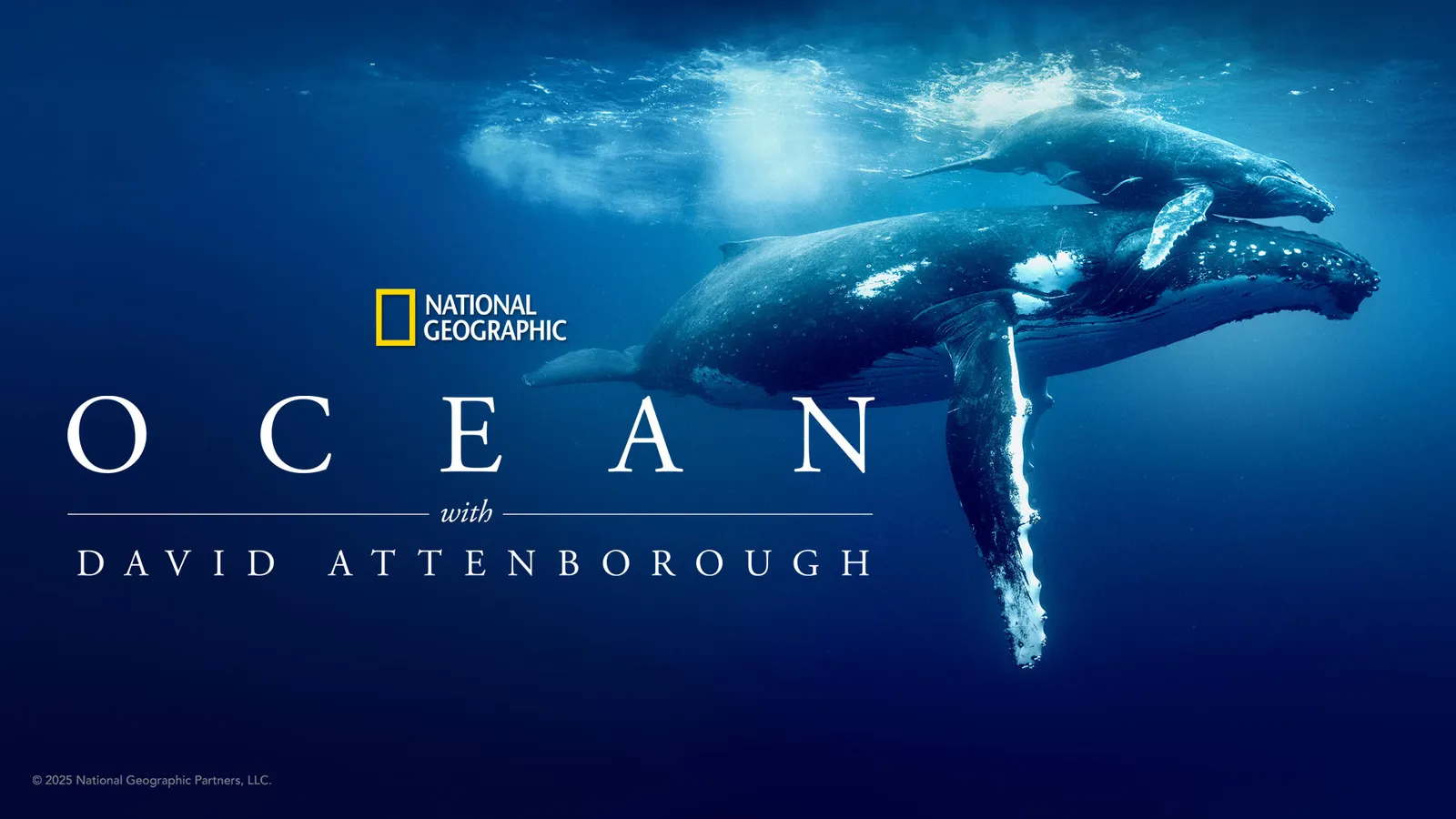 Ocean with David Attenborough 2025 Full Movie Online - Watch HD Movies ...